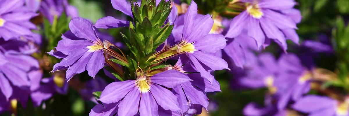 Fan Flower